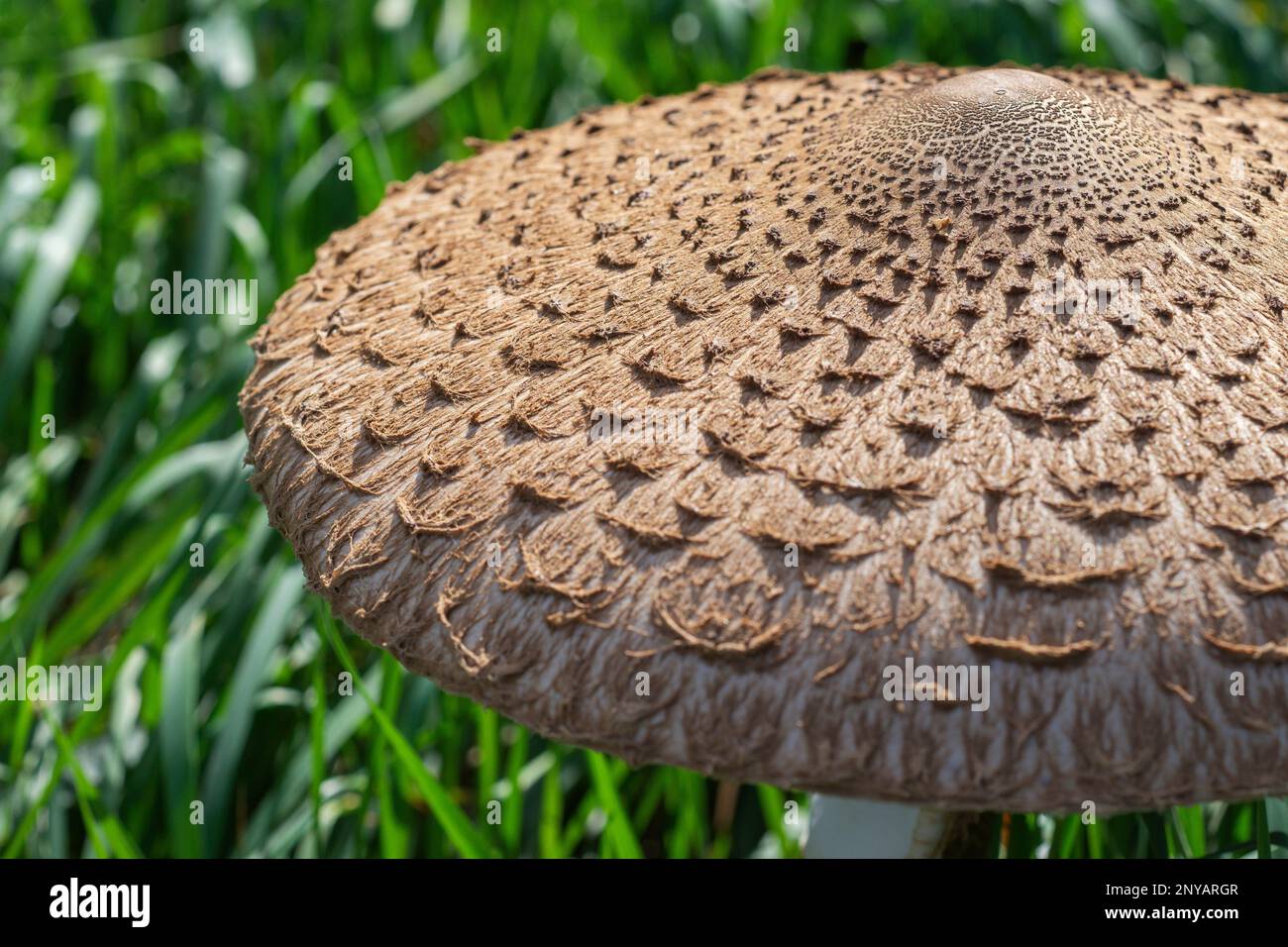 Texture Champignon Texture de champignons Banque de photographies et d’images à haute ...