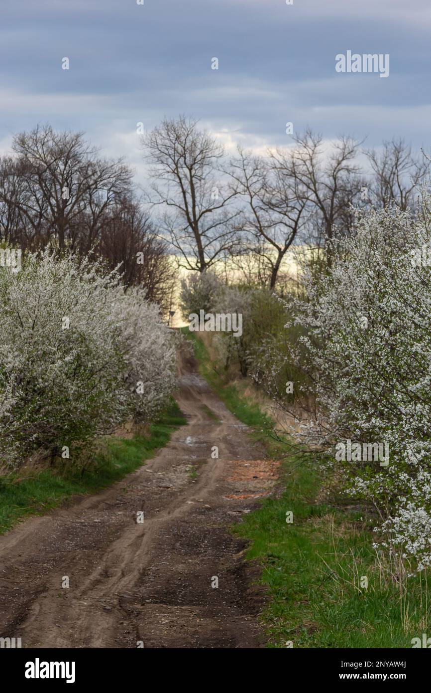 Allée de cerisiers en fleurs et route de terre, vue sur le printemps. Banque D'Images