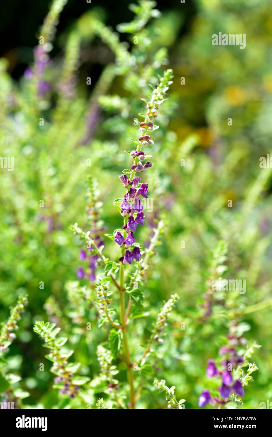 Scutellaria rubicunda est une plante vivace originaire de Sicile et de Libye. Plante à fleurs. Banque D'Images