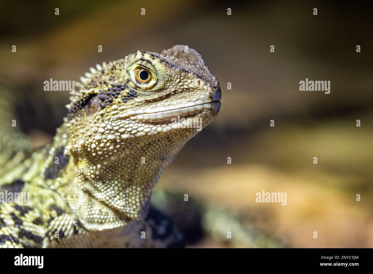 Gros plan d'un dragon des eaux de l'est, Intellagama lesueurii, un agamid arboricole trouvé près des rivières et des ruisseaux. Sydney, Australie. Banque D'Images