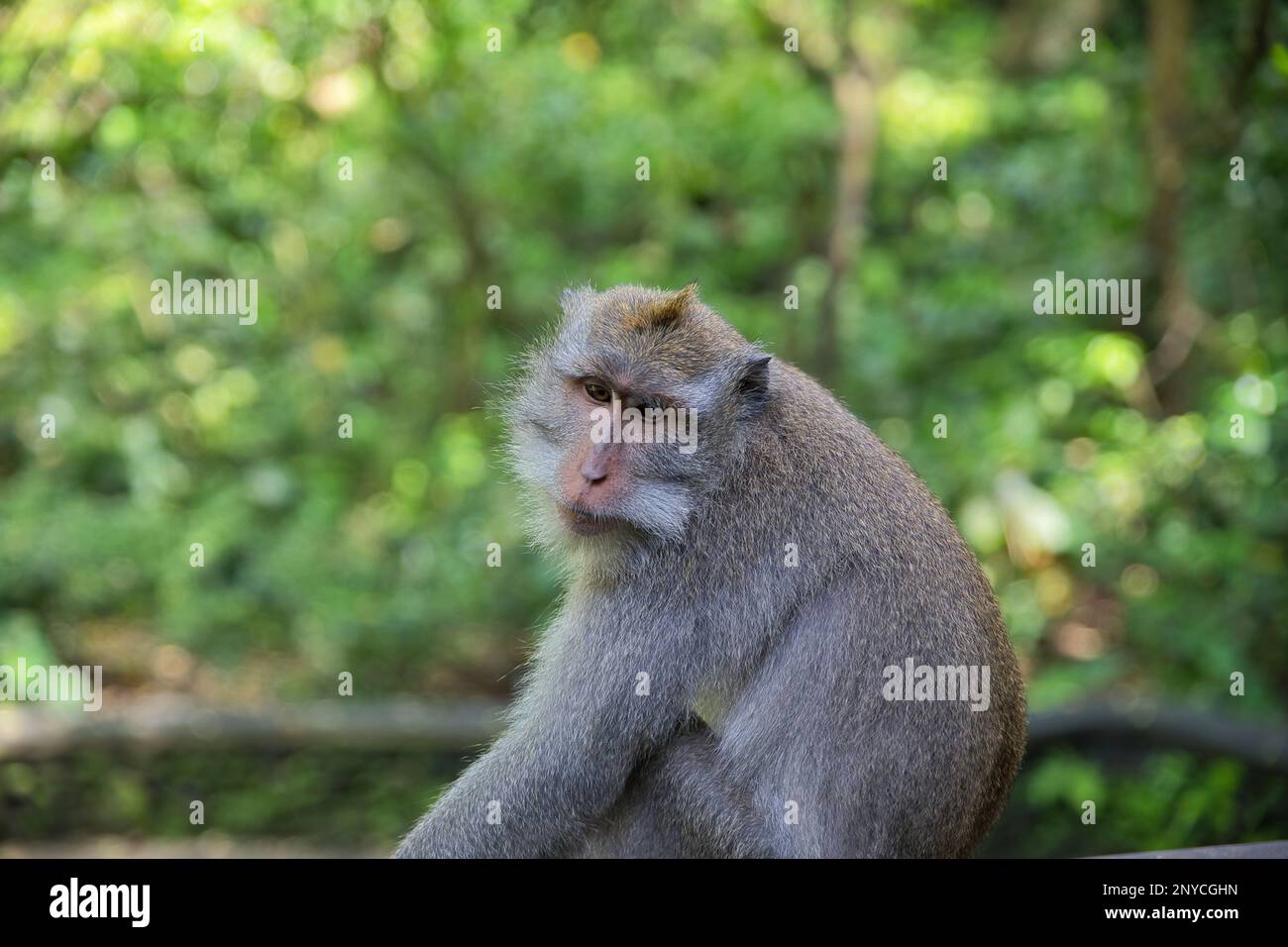 Gros plan d'un singe cynomolgus adulte pris sur le côté, avec la forêt tropicale diffusée en arrière-plan. Banque D'Images