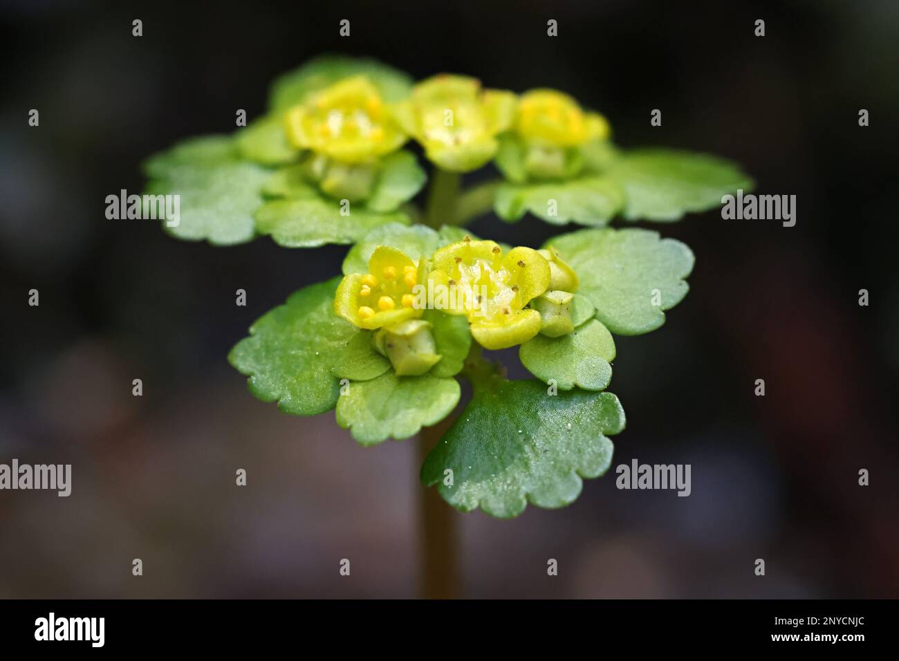 Chrysosplenium alternifolium, connu sous le nom de saxifrage doré à feuilles alternées, une fleur de printemps de Finlande Banque D'Images