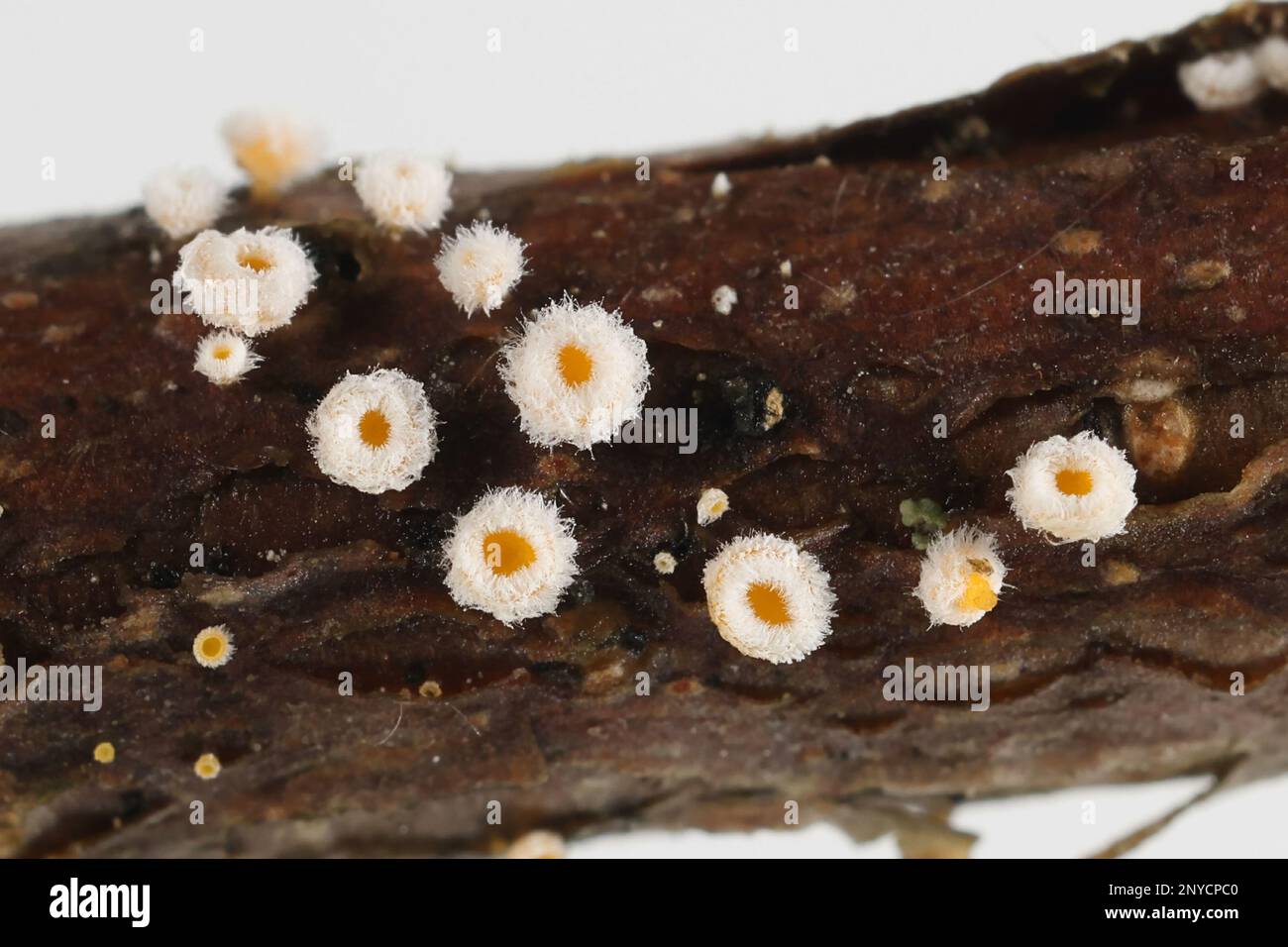 Lachnum bicolor, aussi appelé Capitotricha bicolor, un sdicomycète de Finlande, pas de nom anglais commun Banque D'Images