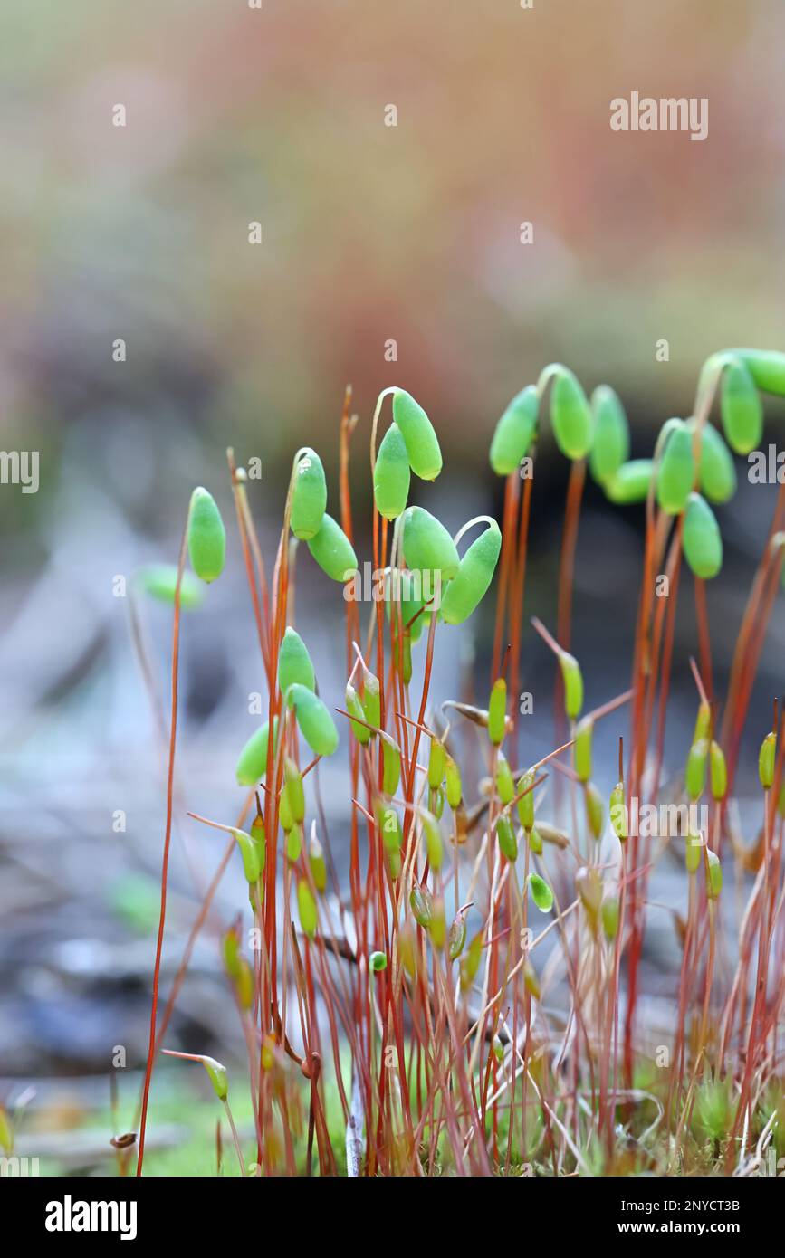 Pohlia nutans, pohlia mousse avec sporanges, image printanière de Finlande Banque D'Images