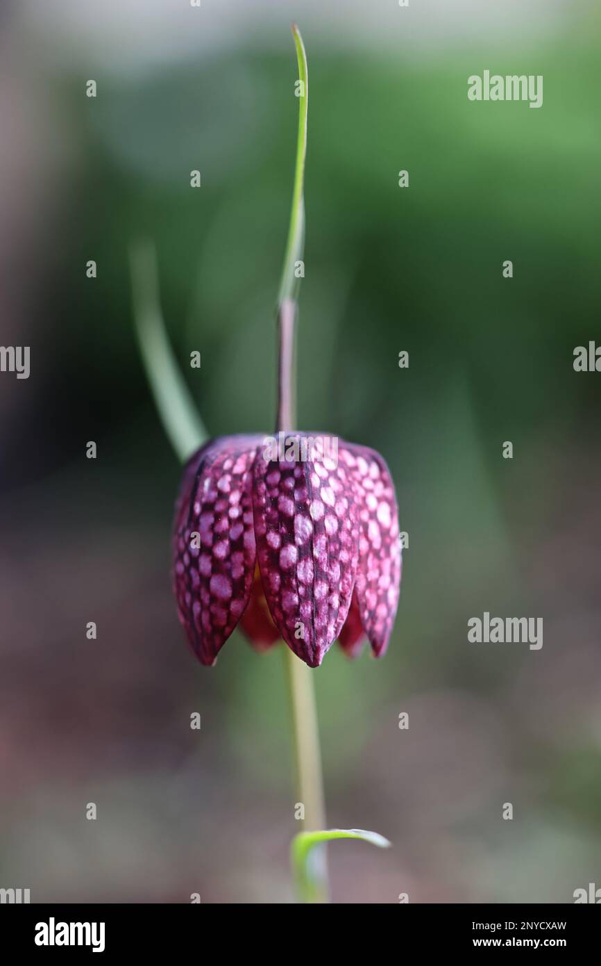 Fritilaria meleagris, communément appelé nénuphars à tête de serpent, jonquille à damier, nénuphars à damier ou fleur d'échecs, fleur de printemps de Finlande Banque D'Images