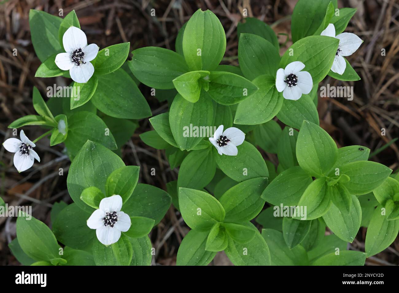 Cornus suecica, communément appelé Dwarf Cornel ou Bunchberry, fleur sauvage de la mer de Finlande Banque D'Images
