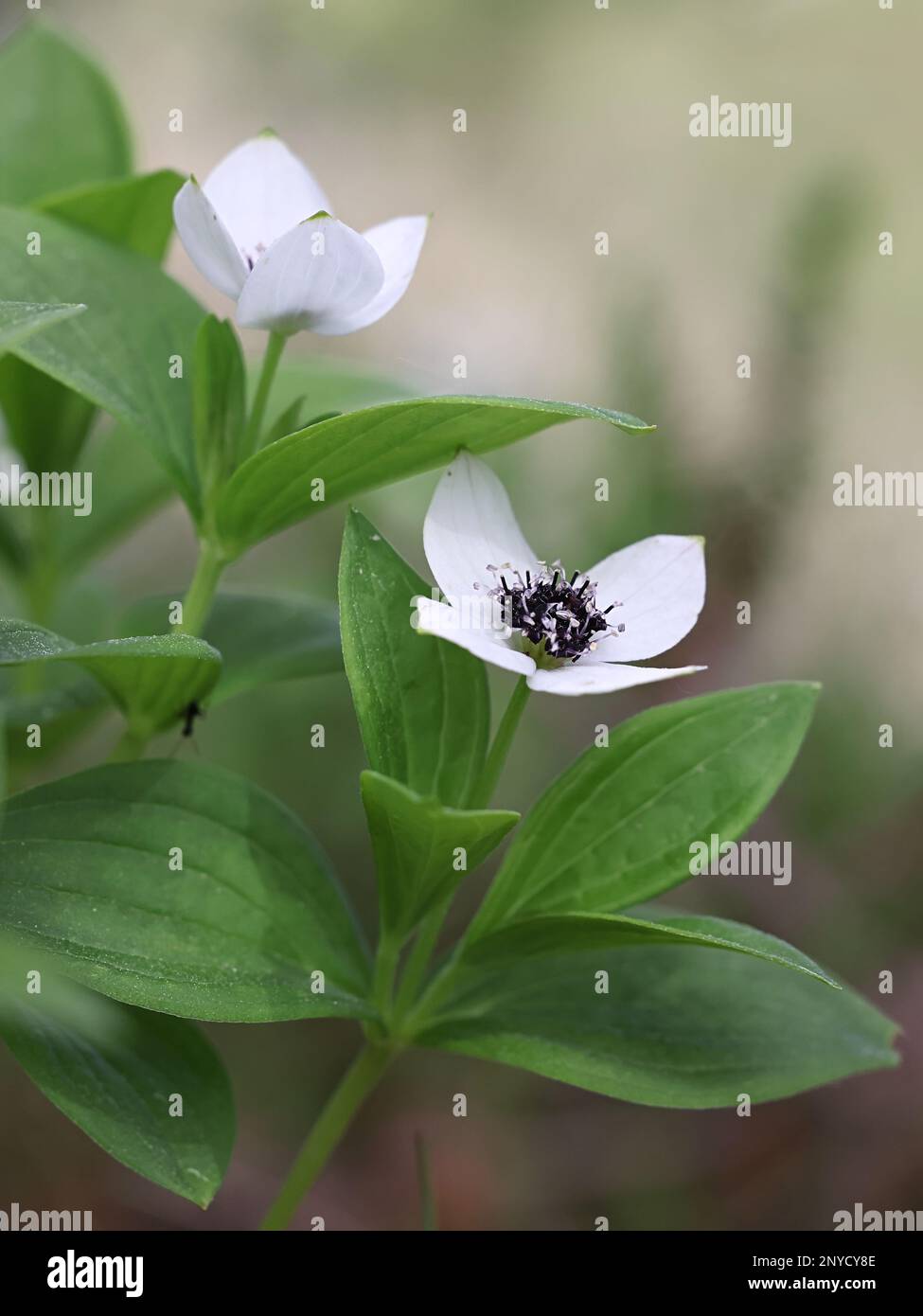 Cornus suecica, communément appelé Dwarf Cornel ou Bunchberry, fleur sauvage de la mer de Finlande Banque D'Images