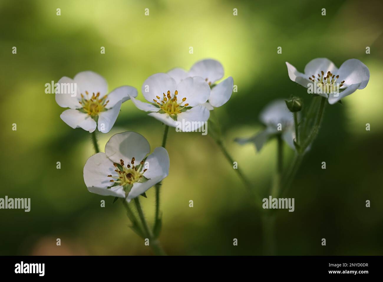 Fragaria moschata, également appelée Fragaria muricata, communément appelée Hautbois Strawberry, plante fruitière sauvage de Finlande Banque D'Images