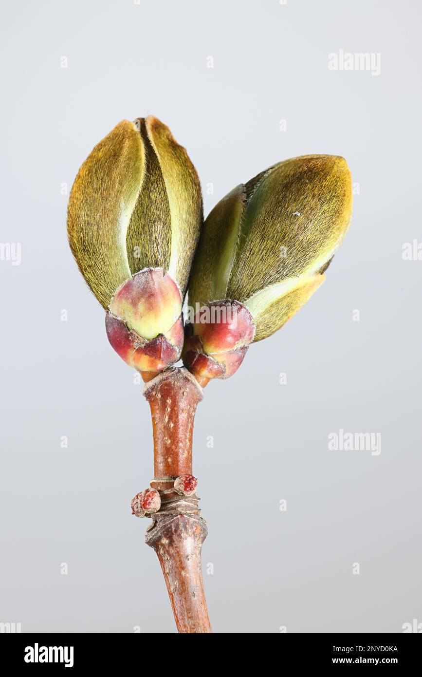 Boutons floraux de l'érable de Norvège, Acer platanoides, nouvelle croissance au début du printemps Banque D'Images