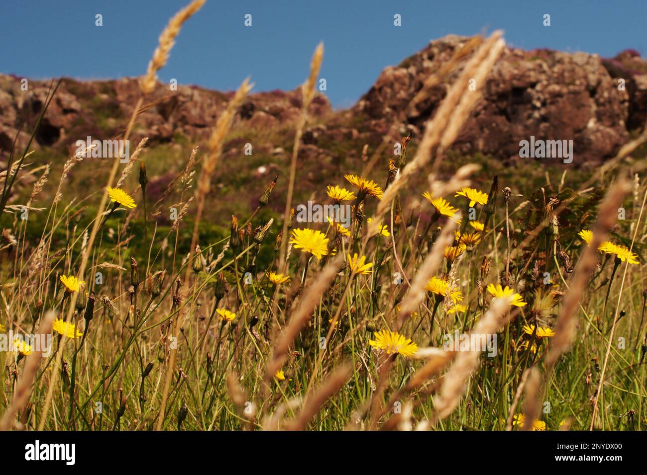Fleurs sauvages, fausse pissenlit et herbes, poussant sur les falaises à côté de la mer dans le nord de Mull, Écosse .UK contre un ciel bleu profond Banque D'Images