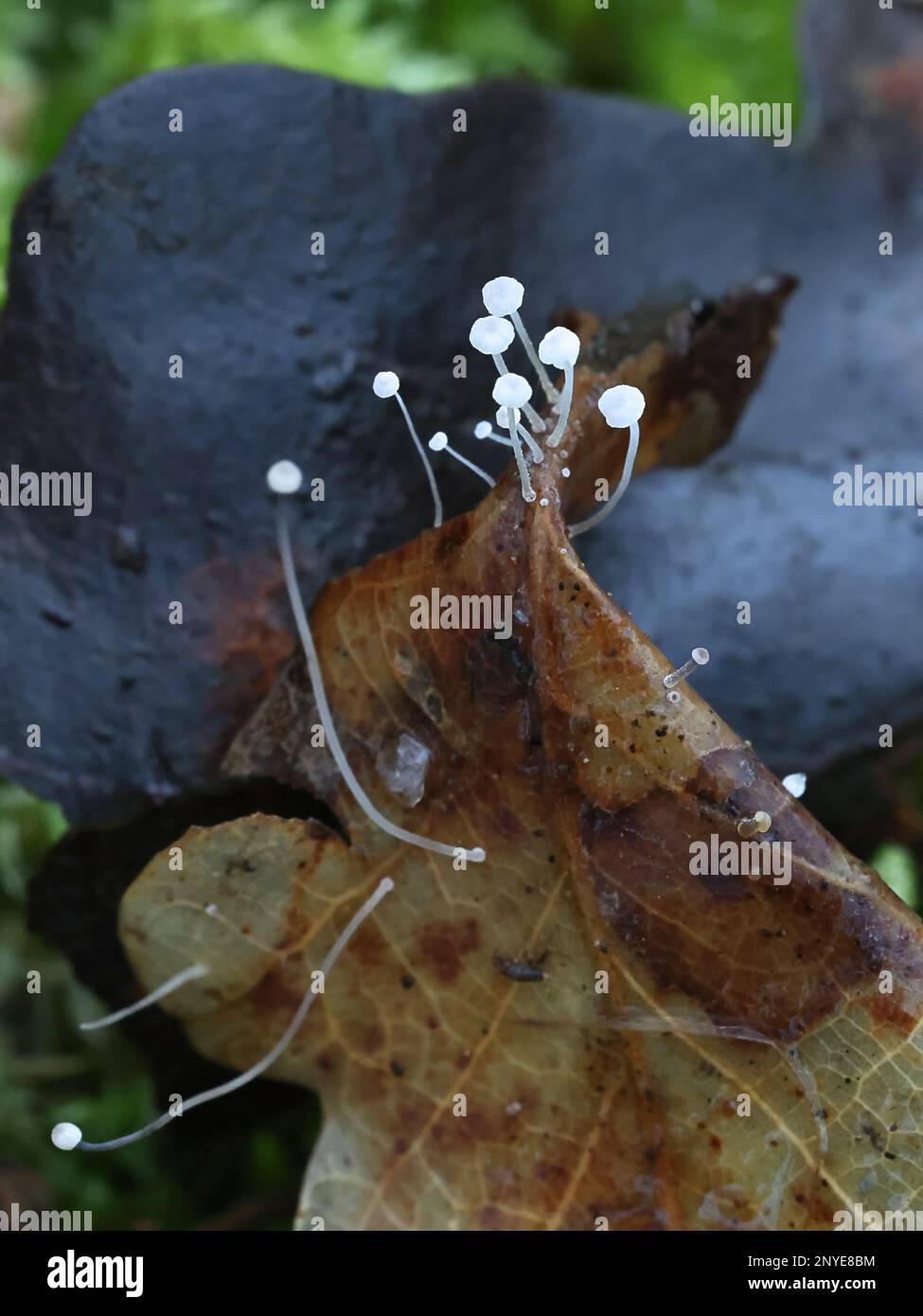 Mycena polyadelpha, un petit bonnet blanc qui pousse sur des feuilles de chêne déchue en Finlande, pas de nom anglais commun Banque D'Images Mycena polyadelpha, un petit bonnet blanc qui pousse sur des feuilles de chêne déchue en Finlande, pas de nom anglais commun Banque D'Images