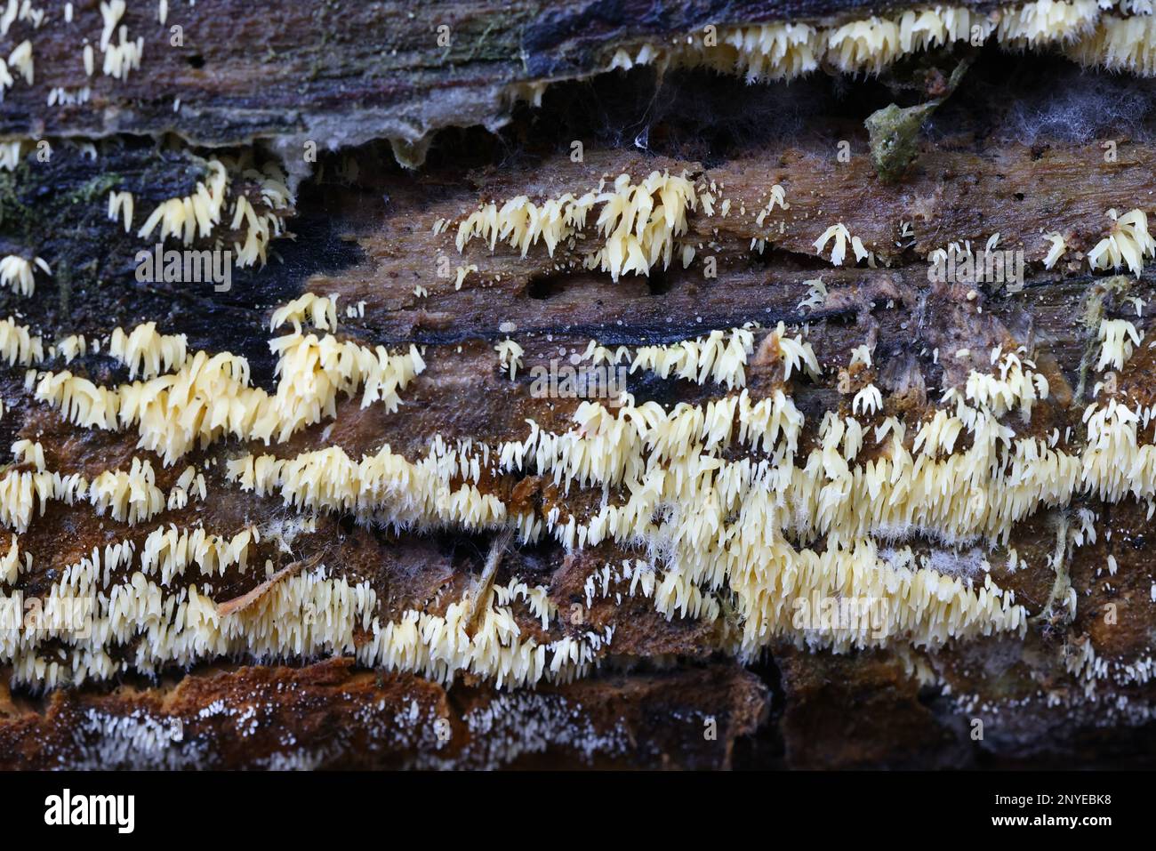 Mucronella calva, communément appelé champignon de la colonne vertébrale Banque D'Images