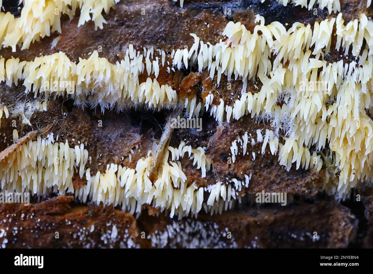 Mucronella calva, communément appelé champignon de la colonne vertébrale Banque D'Images