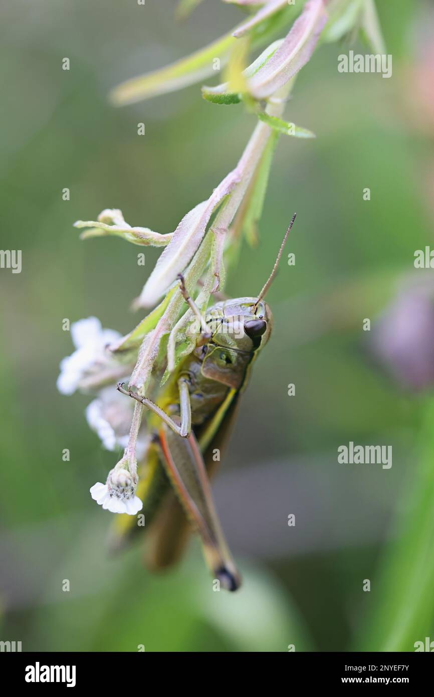 Stethophyma grossum, coomonly connu sous le nom de grand sauterelle de marais, insecte de Finlande Banque D'Images