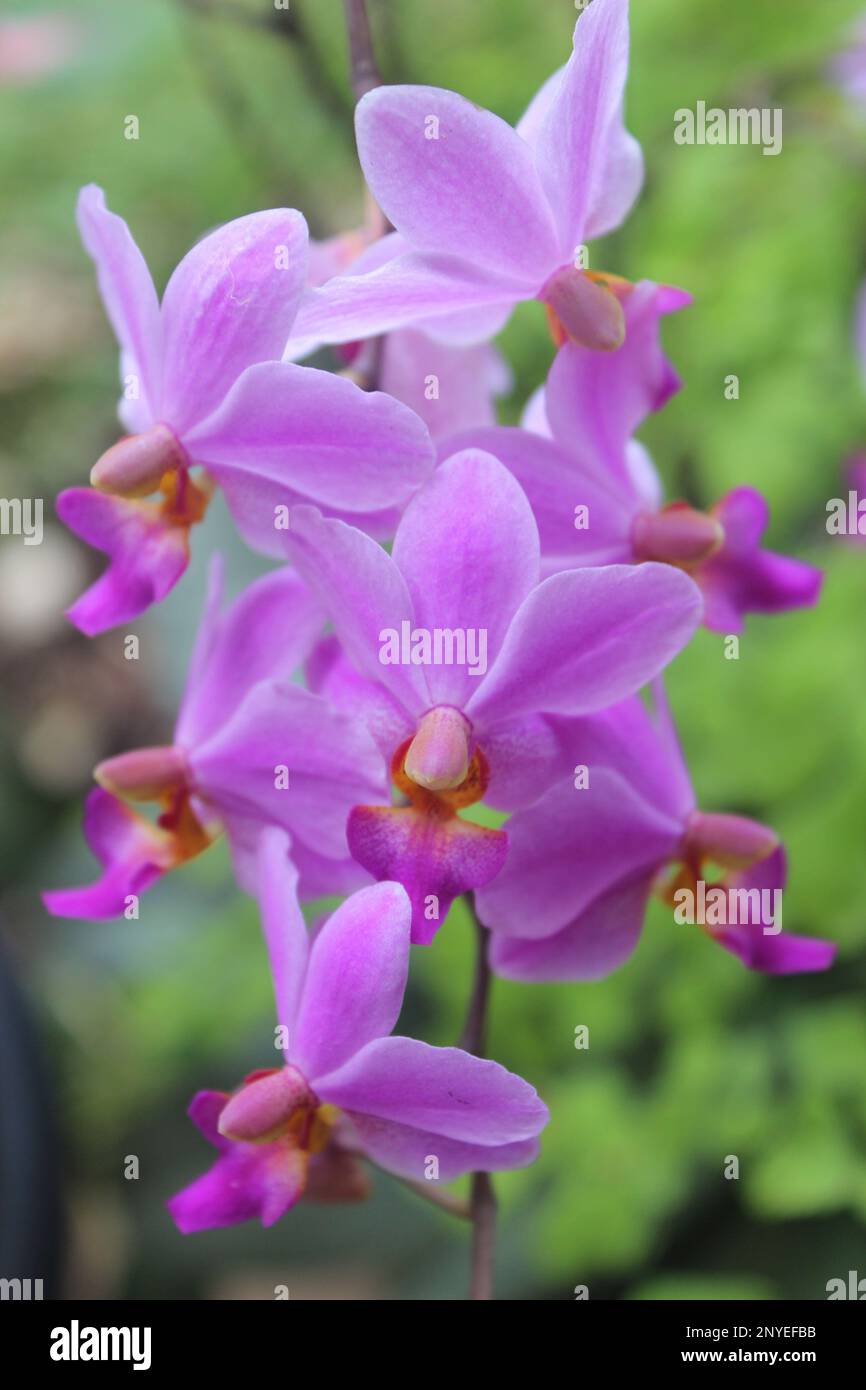 Fleur d'orchidée pourpre de doritis (Phalaenopsis pulcherrima) qui fleurit avec un fond flou Banque D'Images