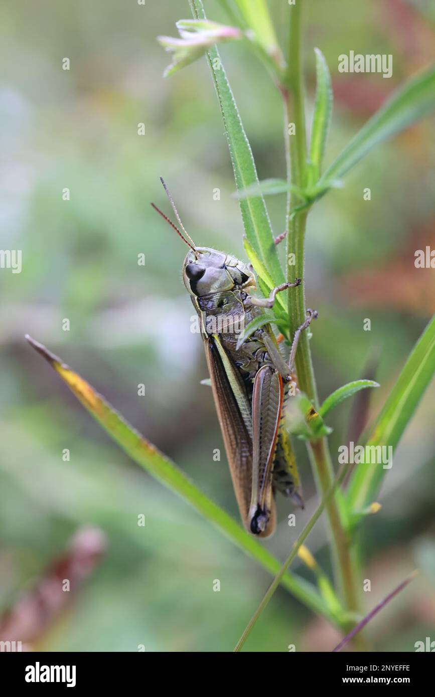 Stethophyma grossum, coomonly connu sous le nom de grand sauterelle de marais, insecte de Finlande Banque D'Images