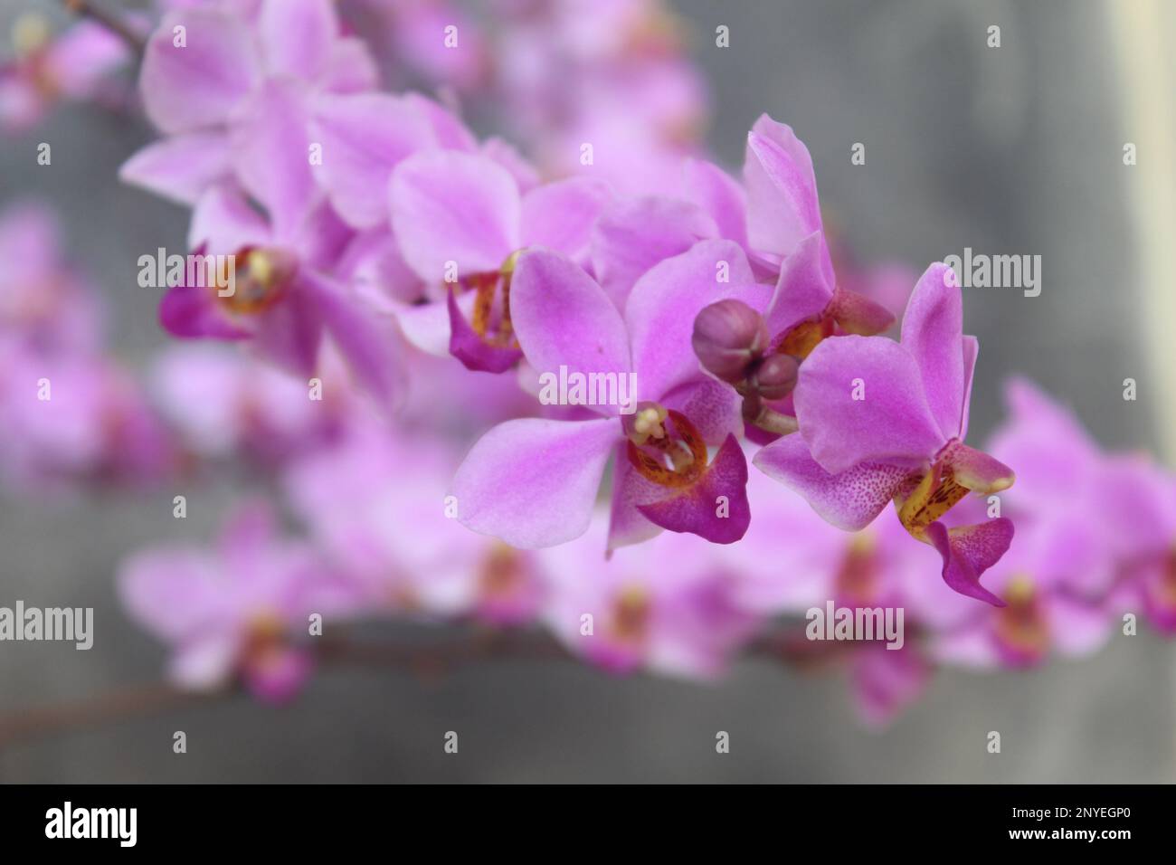 Fleur d'orchidée pourpre de doritis (Phalaenopsis pulcherrima) qui fleurit avec un fond flou Banque D'Images