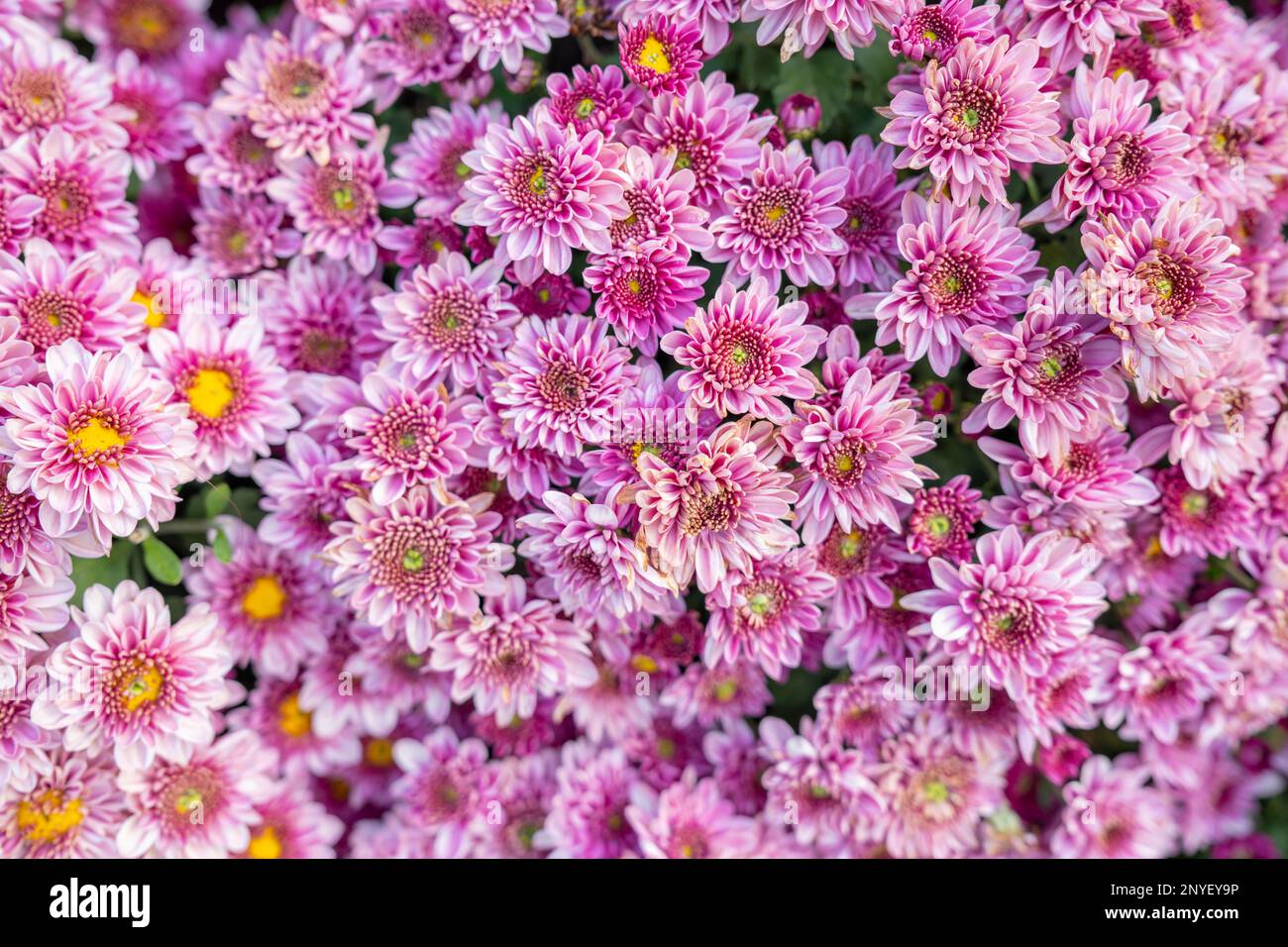 Motif chrysanthème dans le parc de fleurs. Groupe de fleurs de chrysanthème rose. Vue de dessus. Parfait pour le design, les cartes, l'impression. Banque D'Images