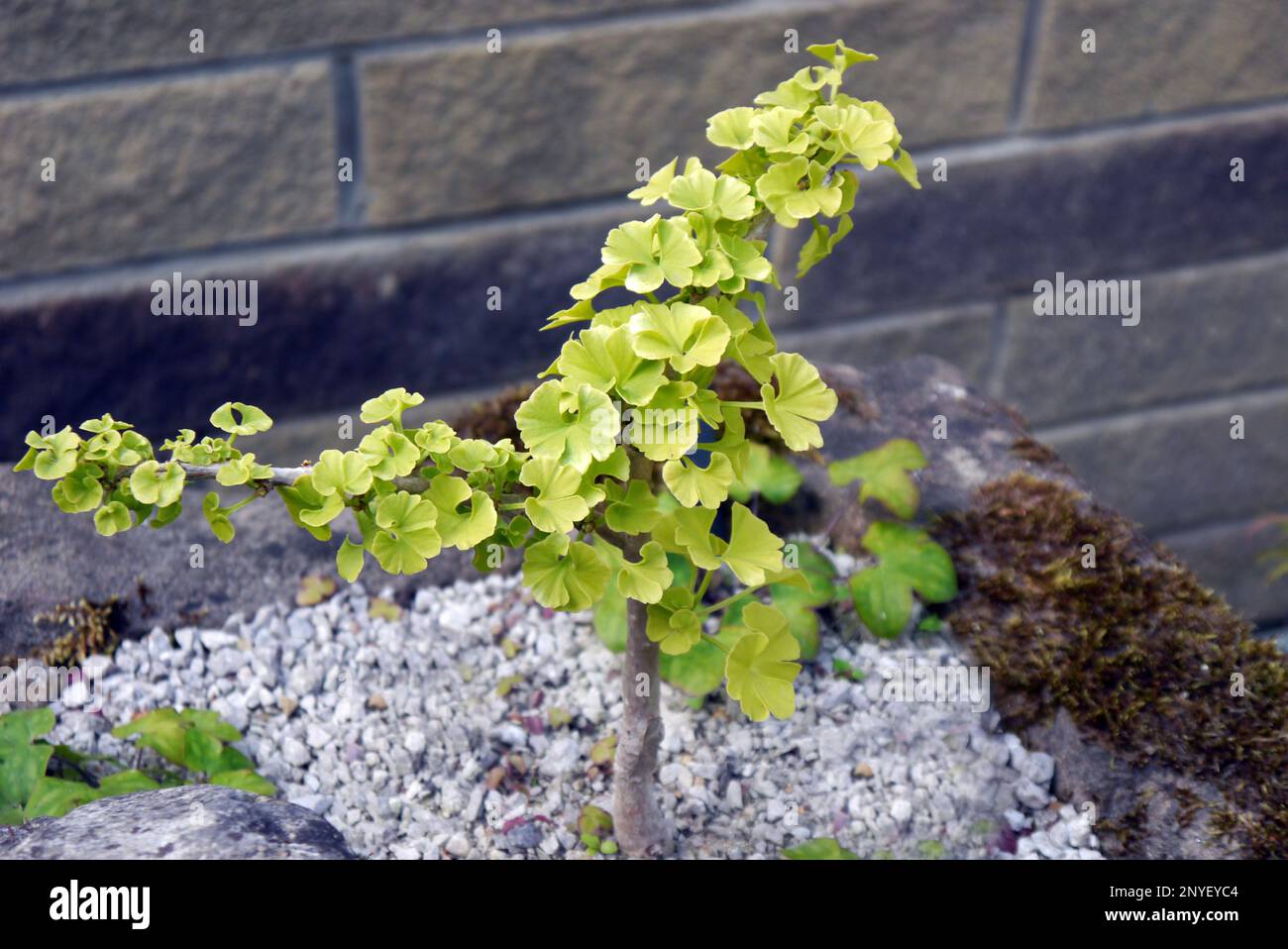 Petit Ginkgo Biloba 'Mariken' (Maidenhair Tree) poussant dans un bac en pierre à RHS Garden Harlow Carr, Harrogate, Yorkshire, Angleterre, Royaume-Uni. Banque D'Images