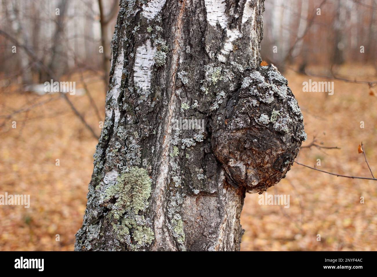 croissance sous forme de tumeur sur un tronc de bouleau Banque D'Images