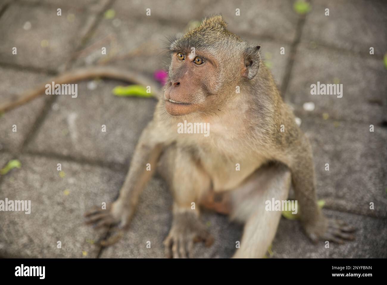 Gros plan d'un singe cynomolgus adulte pris d'en haut, assis sur un sol en pierre qui regarde vers le haut, sol en pierre en arrière-plan. Banque D'Images