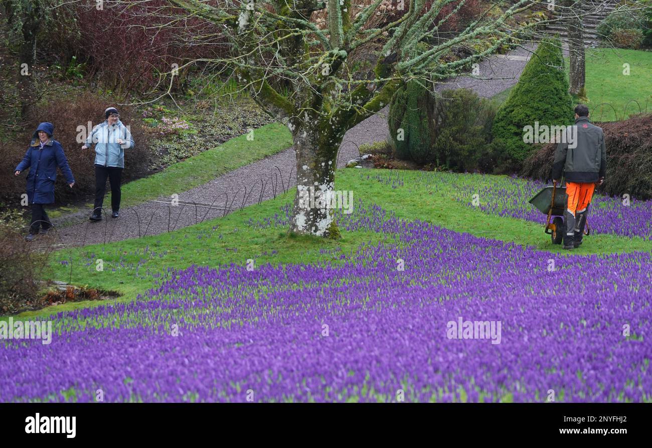 Le jardinier adjoint Jacob Rowe, 29 ans, traverse une couverture de crocus  au Wallington Hall du National Trust, près de Morpeth, dans le  Northumberland, qui a fleuri au début de l'année en