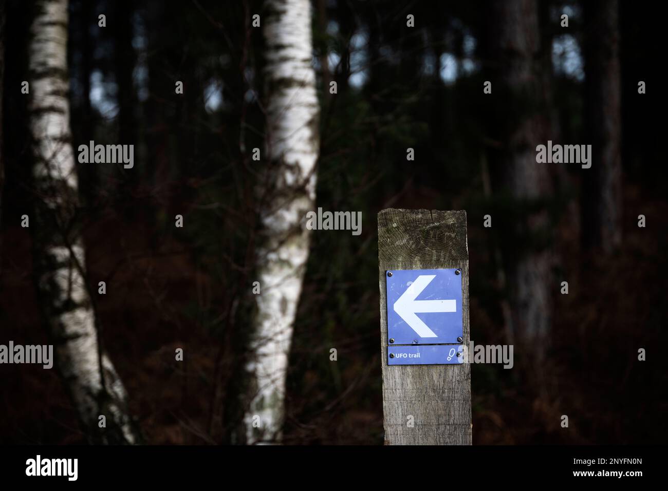 Sentier OVNI Rendelsham forêt Angleterre Banque D'Images