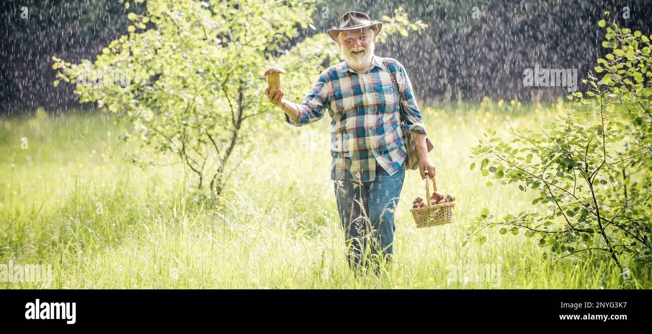 Cueillette de champignons. Grand-père heureux avec des champignons dans le champignon de chasse de bucket. La recherche de champignons dans les bois. Senior avec champignon au printemps Banque D'Images
