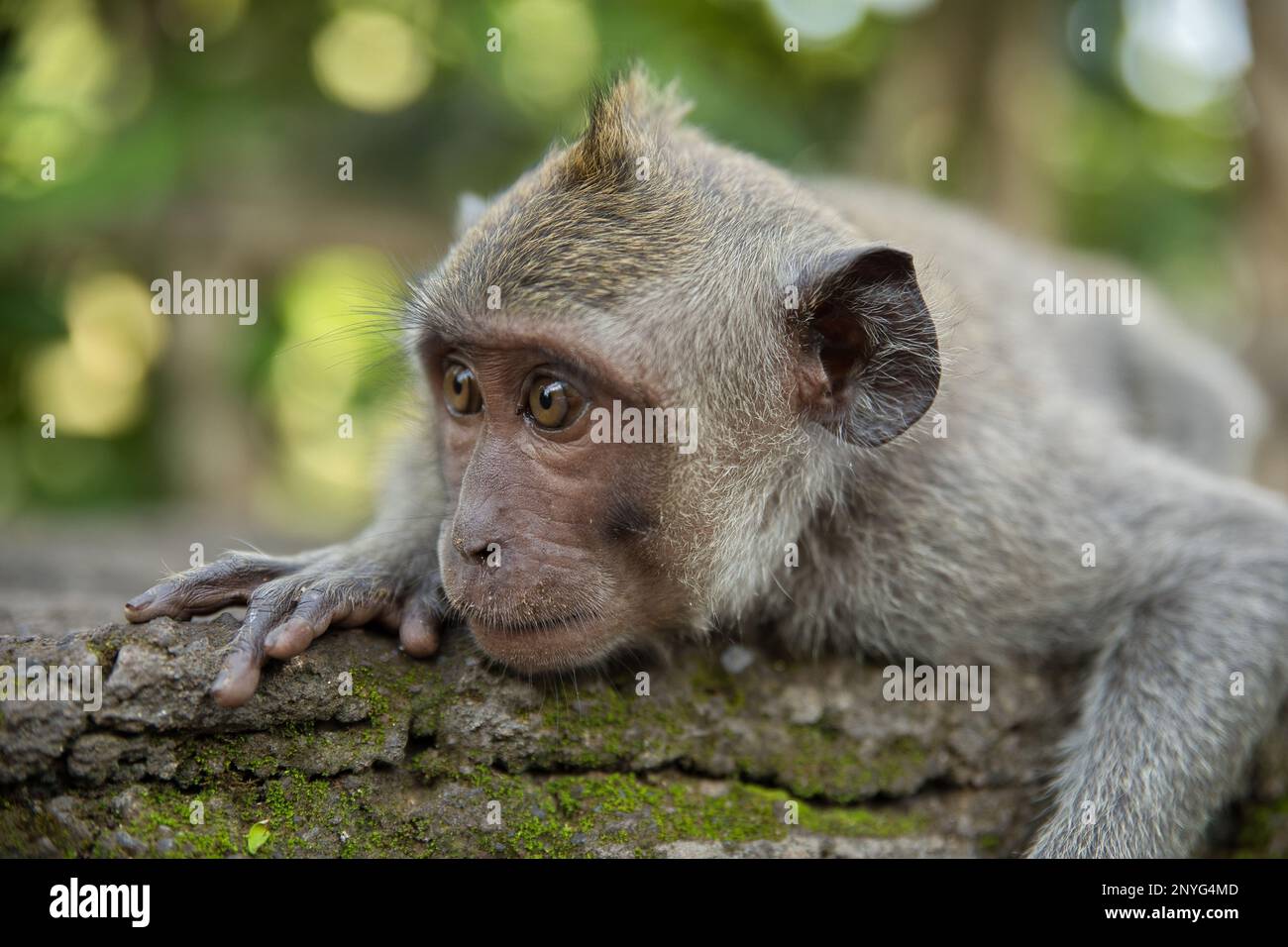 Portrait en gros plan d'un jeune singe cynomolgus pris à l'avant, allongé sur un tronc d'arbre abîmé, lumière diffuse brillant les feuilles en arrière-plan. Banque D'Images