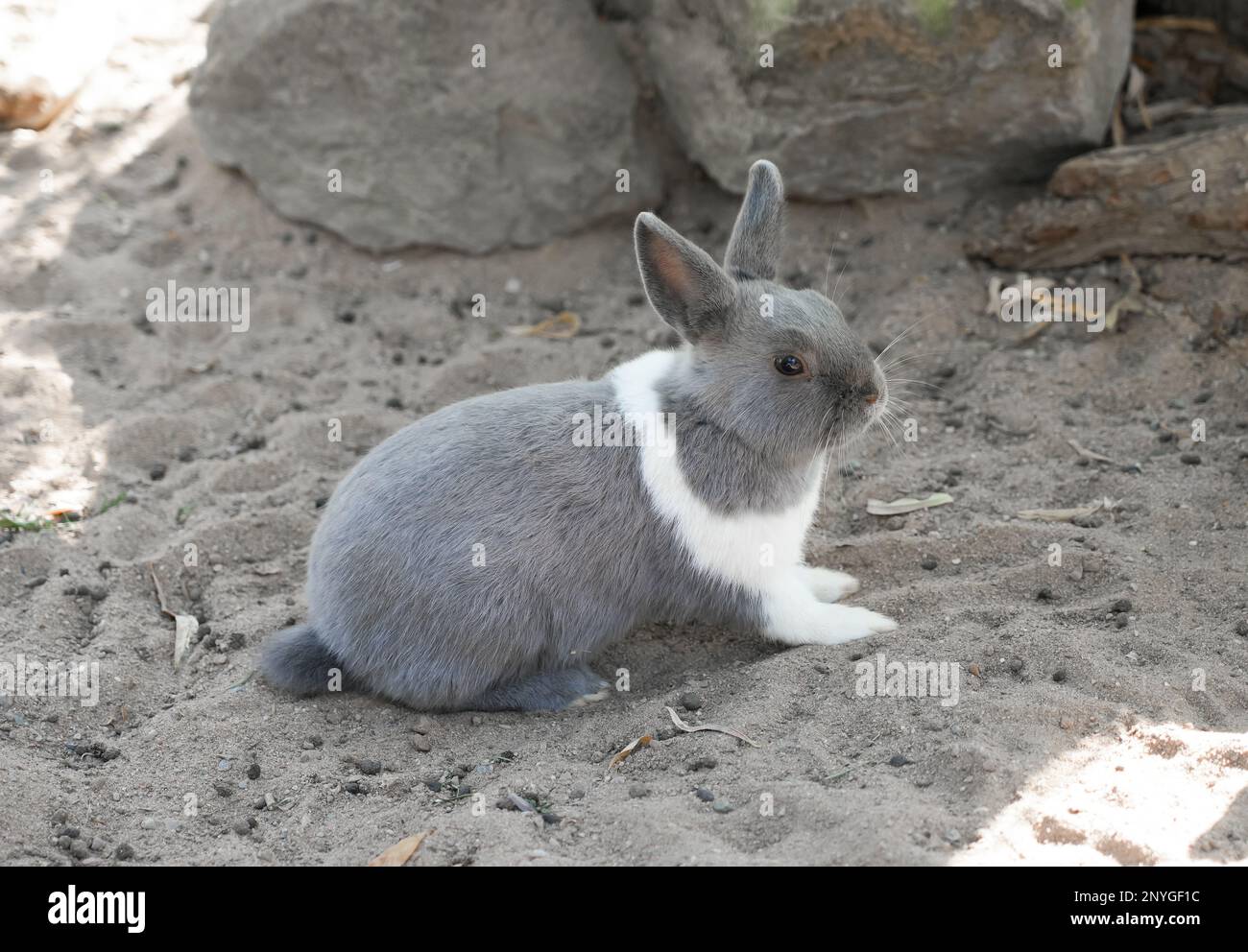 Portrait d'un lapin à fourrure grise. Banque D'Images