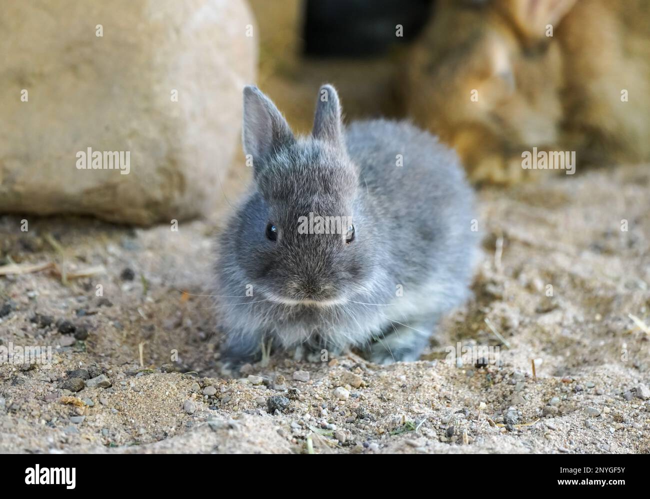 Portrait d'un lapin à fourrure grise. Banque D'Images