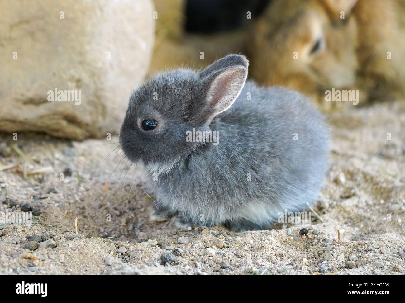Portrait d'un lapin à fourrure grise. Banque D'Images