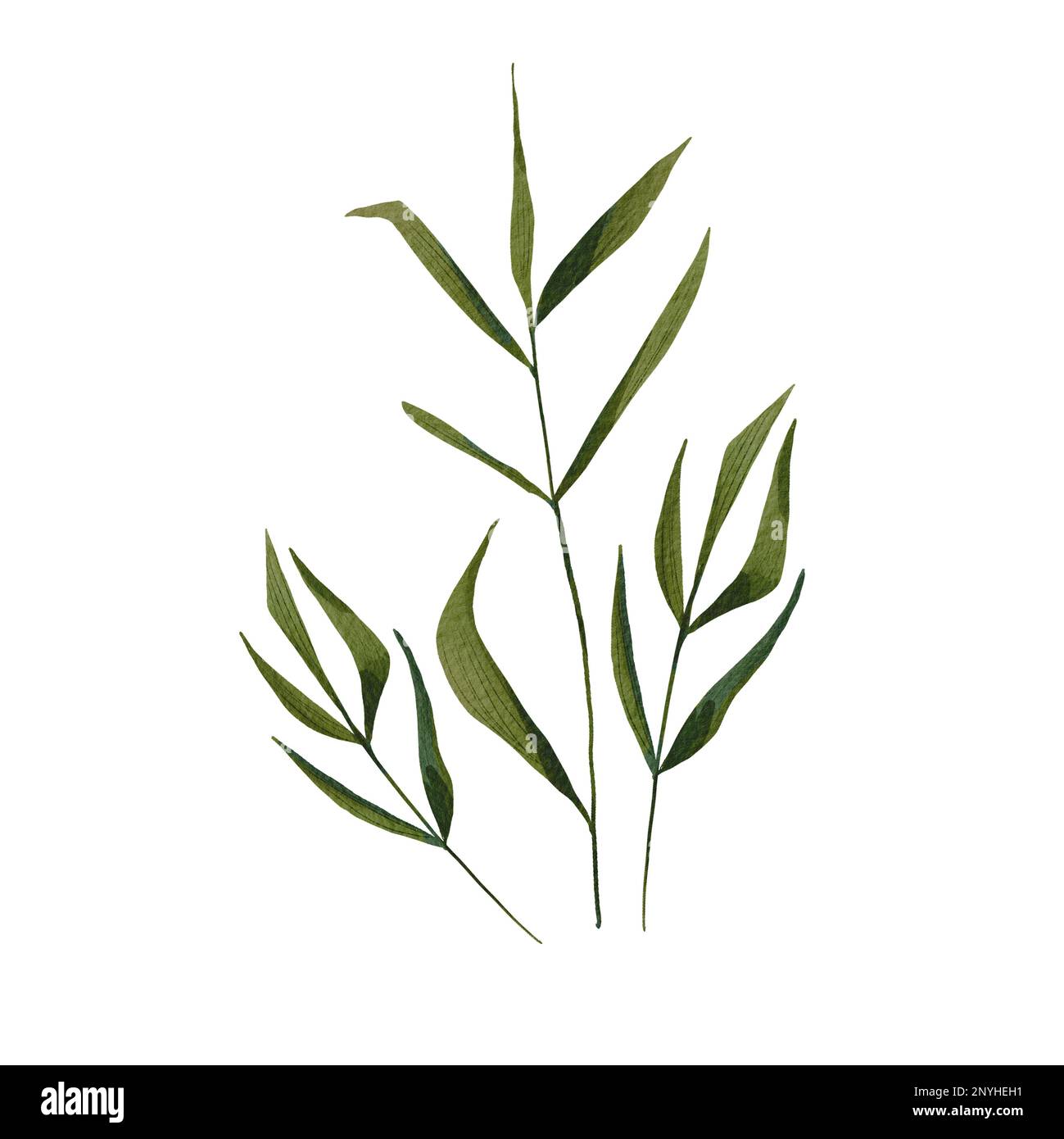 Herbe réaliste sur fond blanc. Illustration aquarelle des plantes de prairie. Image botanique. Herbes d'été. Croissance sauvage. Convient pour la décoration, Banque D'Images