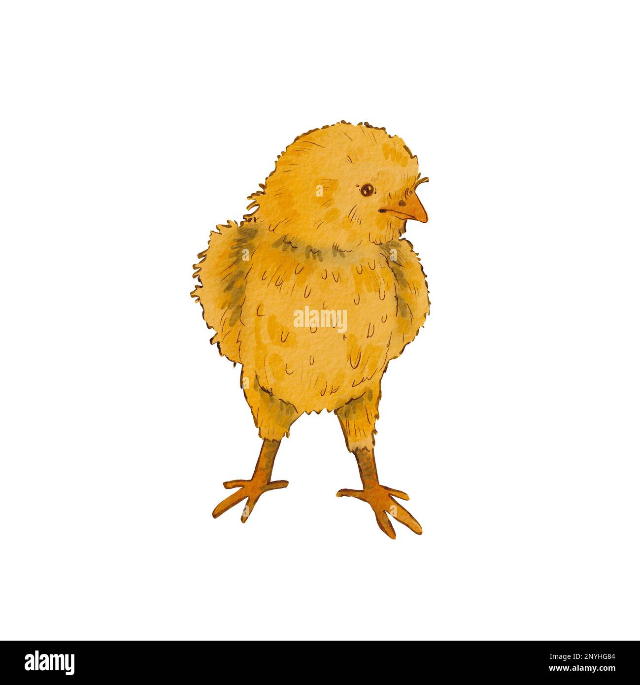 Poulet rond mignon isolé sur fond blanc. Illustration aquarelle d'un poulet jaune nouveau-né. Motif Pâques. Poussin doux. Convient pour les posta Banque D'Images