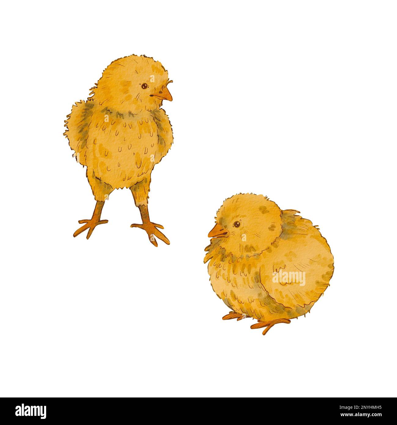 Un ensemble de deux poulets isolés sur un fond blanc. Illustration aquarelle d'un poulet jaune nouveau-né. Motif Pâques. Poussin doux. Convient pour po Banque D'Images