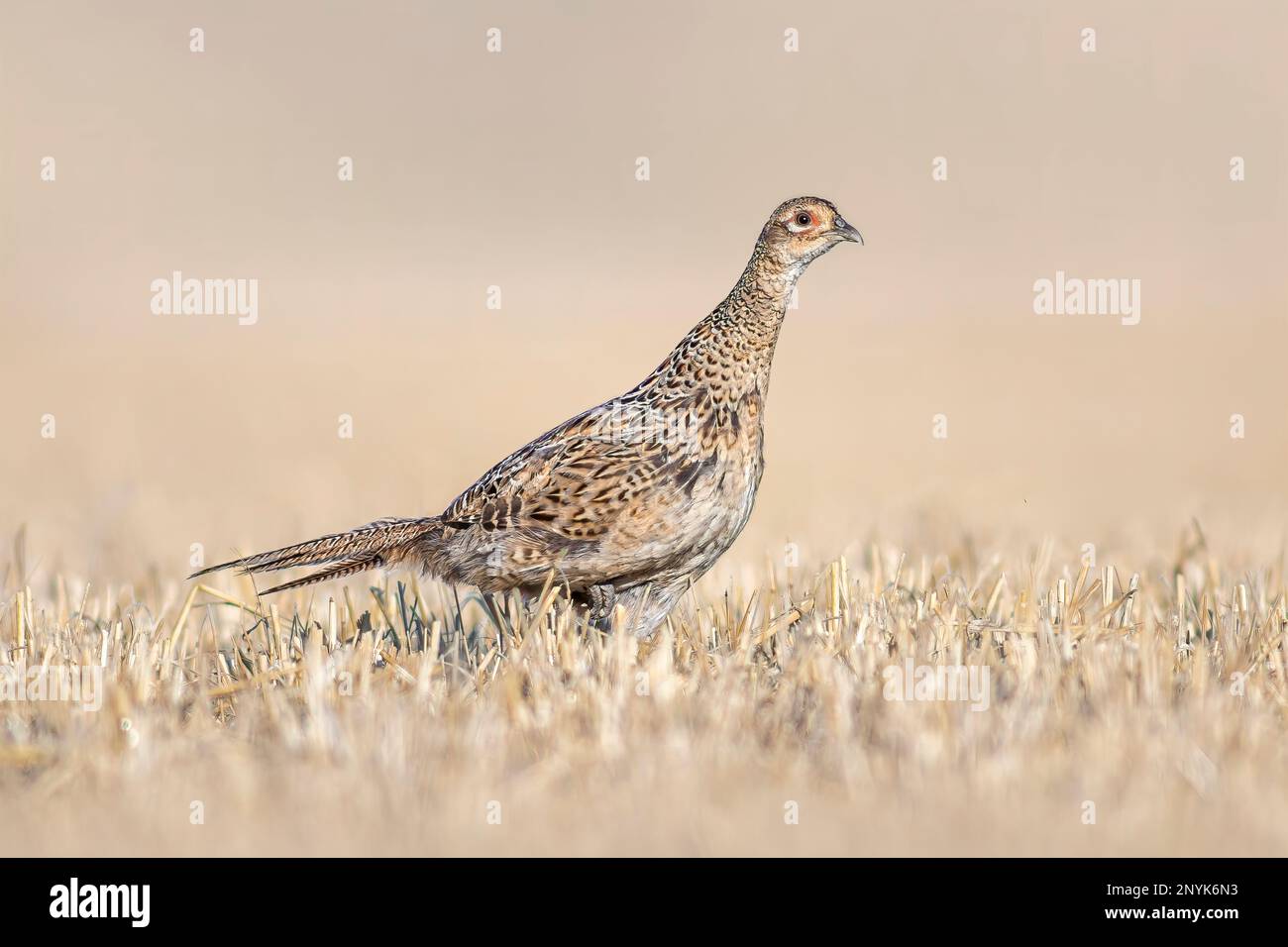 poule faisante dans un champ de blé récolté en été Banque D'Images