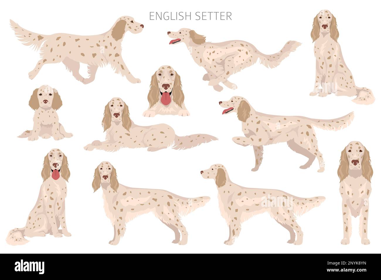 Clipart de l'anglais.Différentes poses, ensemble de couleurs de pelage.Illustration vectorielle Illustration de Vecteur