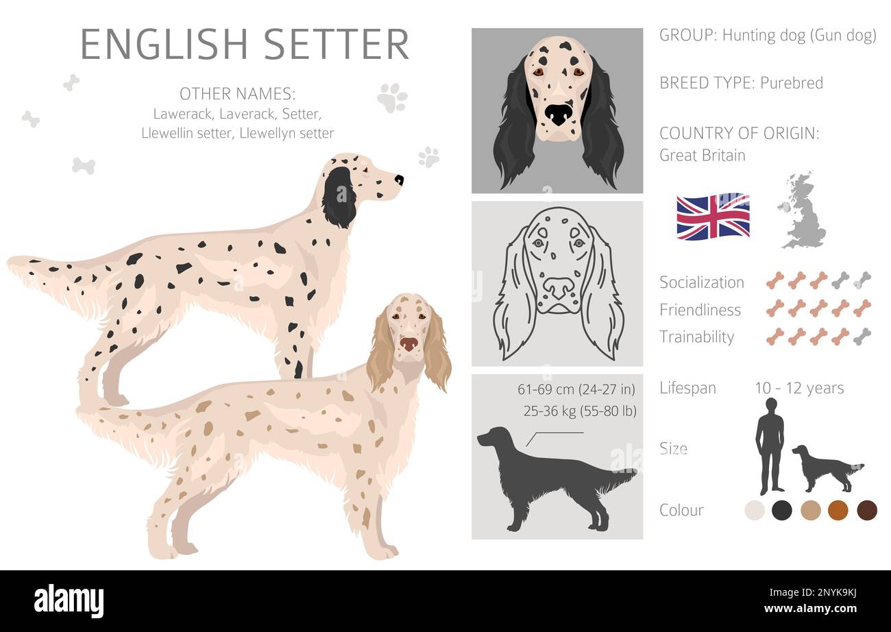 Clipart de l'anglais.Différentes poses, ensemble de couleurs de pelage.Illustration vectorielle Illustration de Vecteur