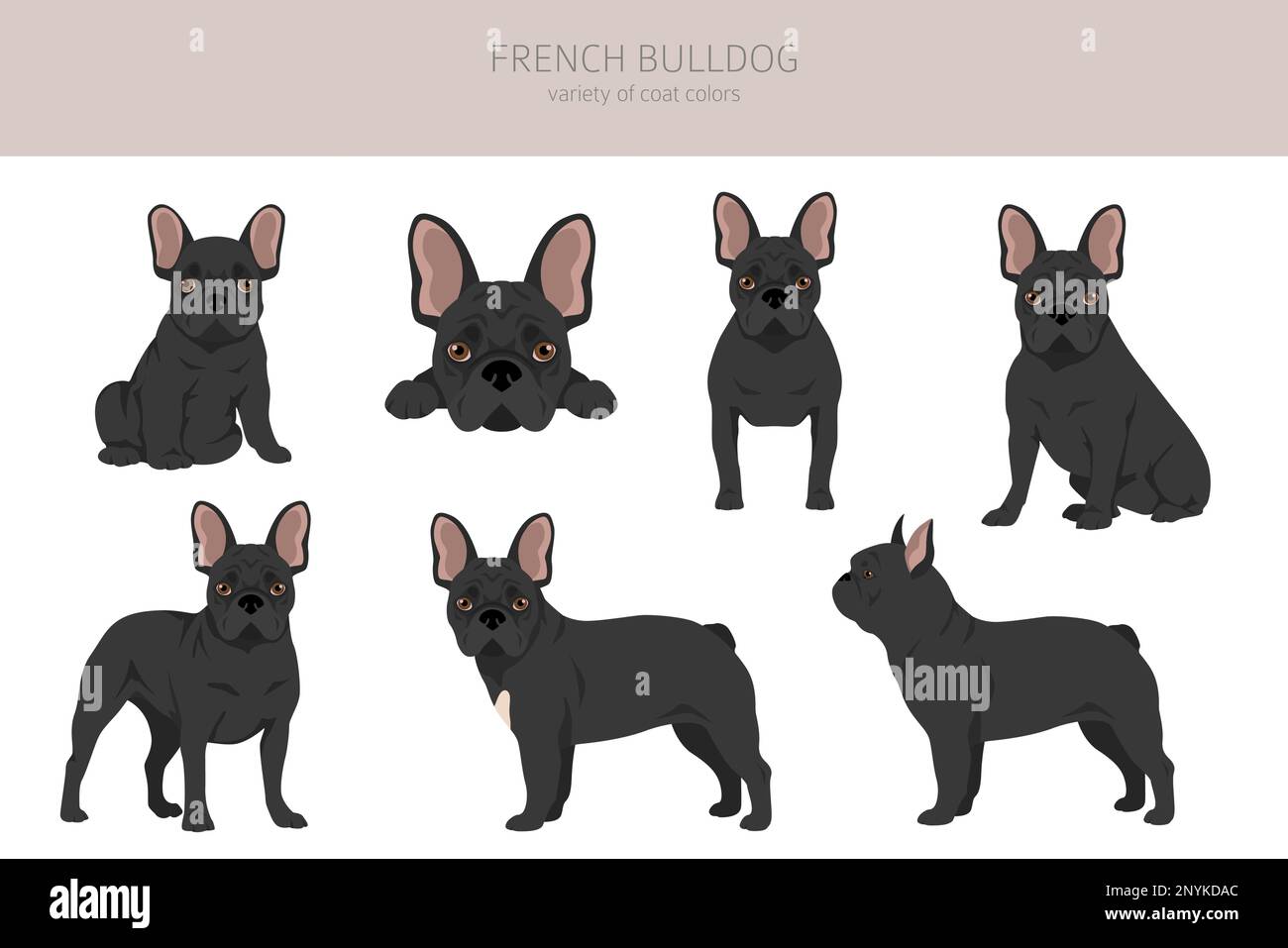 Des bouldogs français dans différentes poses. Kit pour adulte et chiot. Illustration vectorielle Illustration de Vecteur