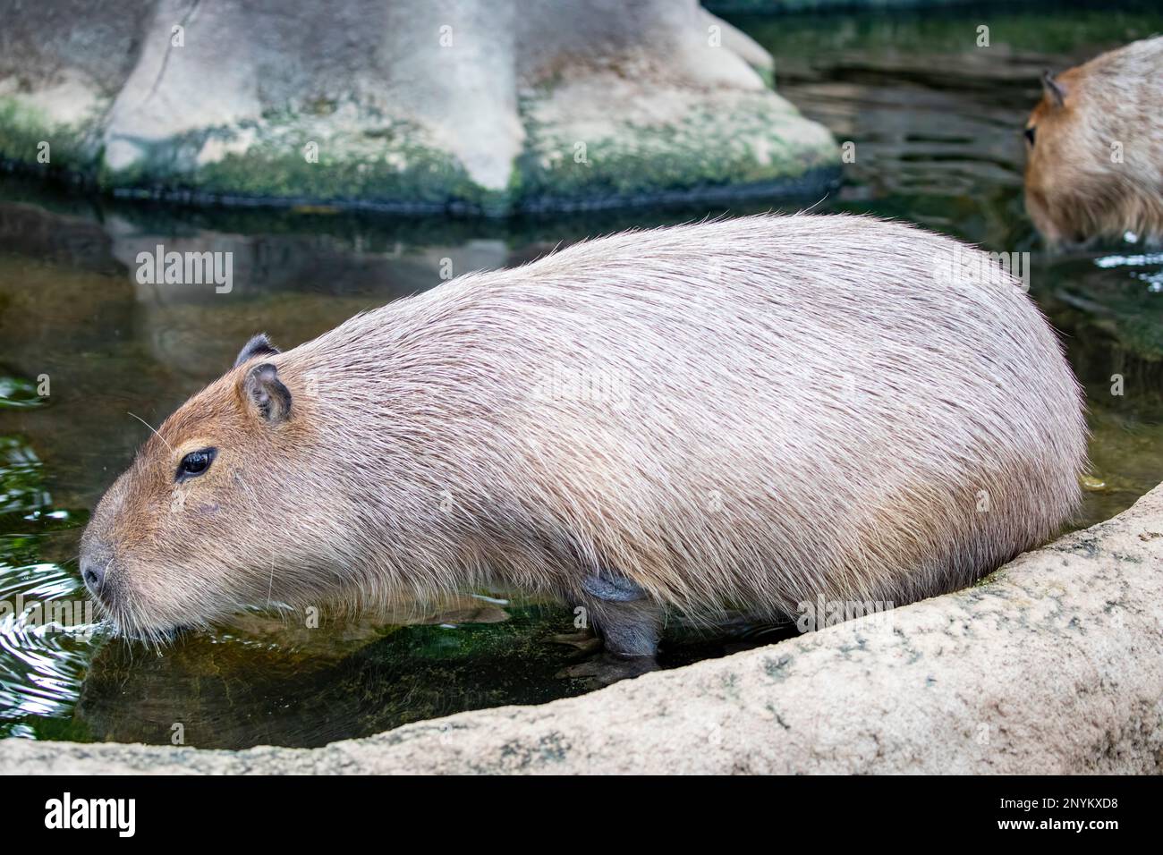 L'image de gros plan de Capybara (Hydrochoerus hydrochaeris). C'est un rongeur de cava géant originaire d'Amérique du Sud. C'est le plus grand rongeur vivant. Banque D'Images