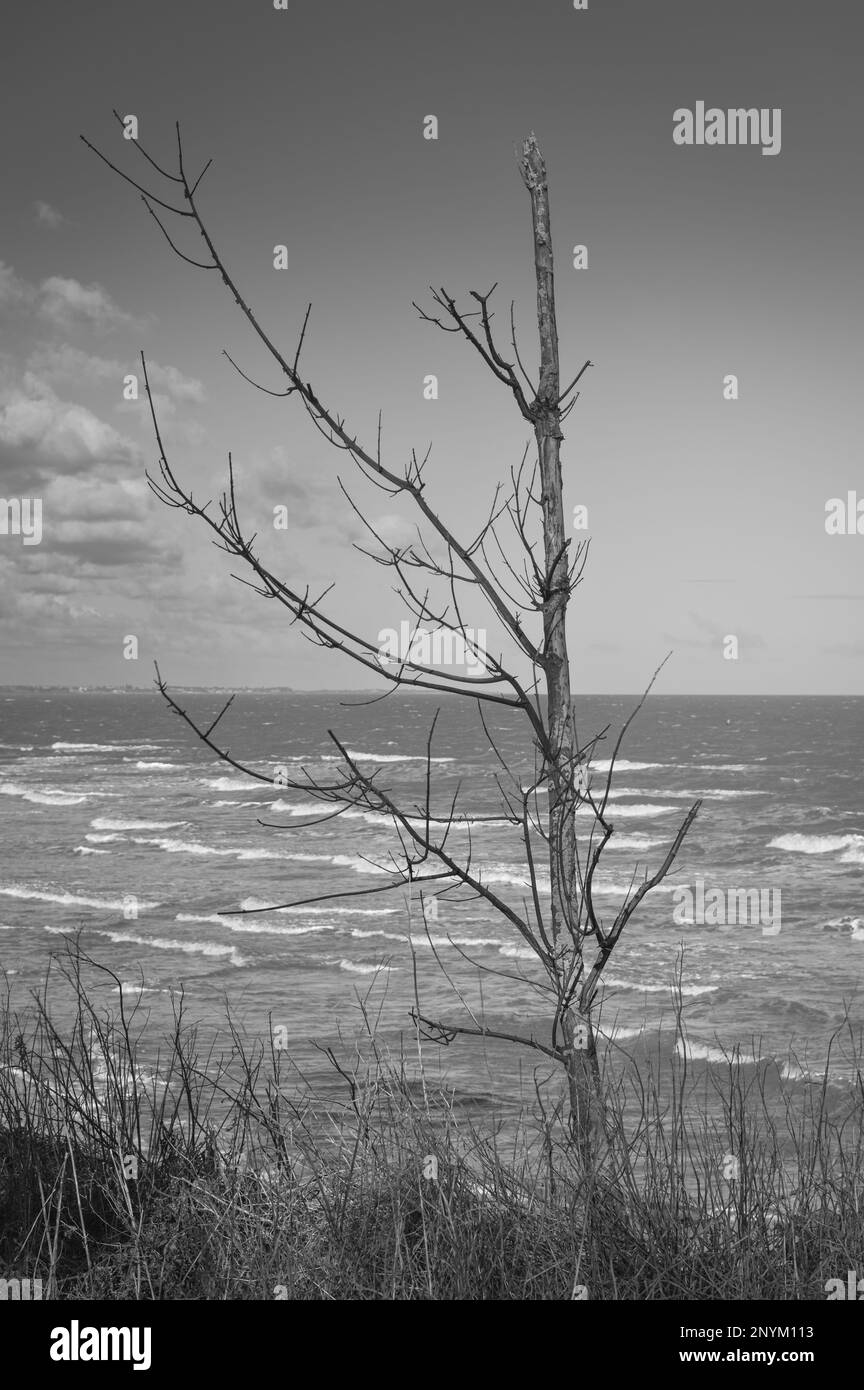 Arbre sur une falaise à Walton sur la Naze. Vue sur la mer et les vagues s'écrasant lors d'une journée venteuse, froide, d'hiver. Banque D'Images