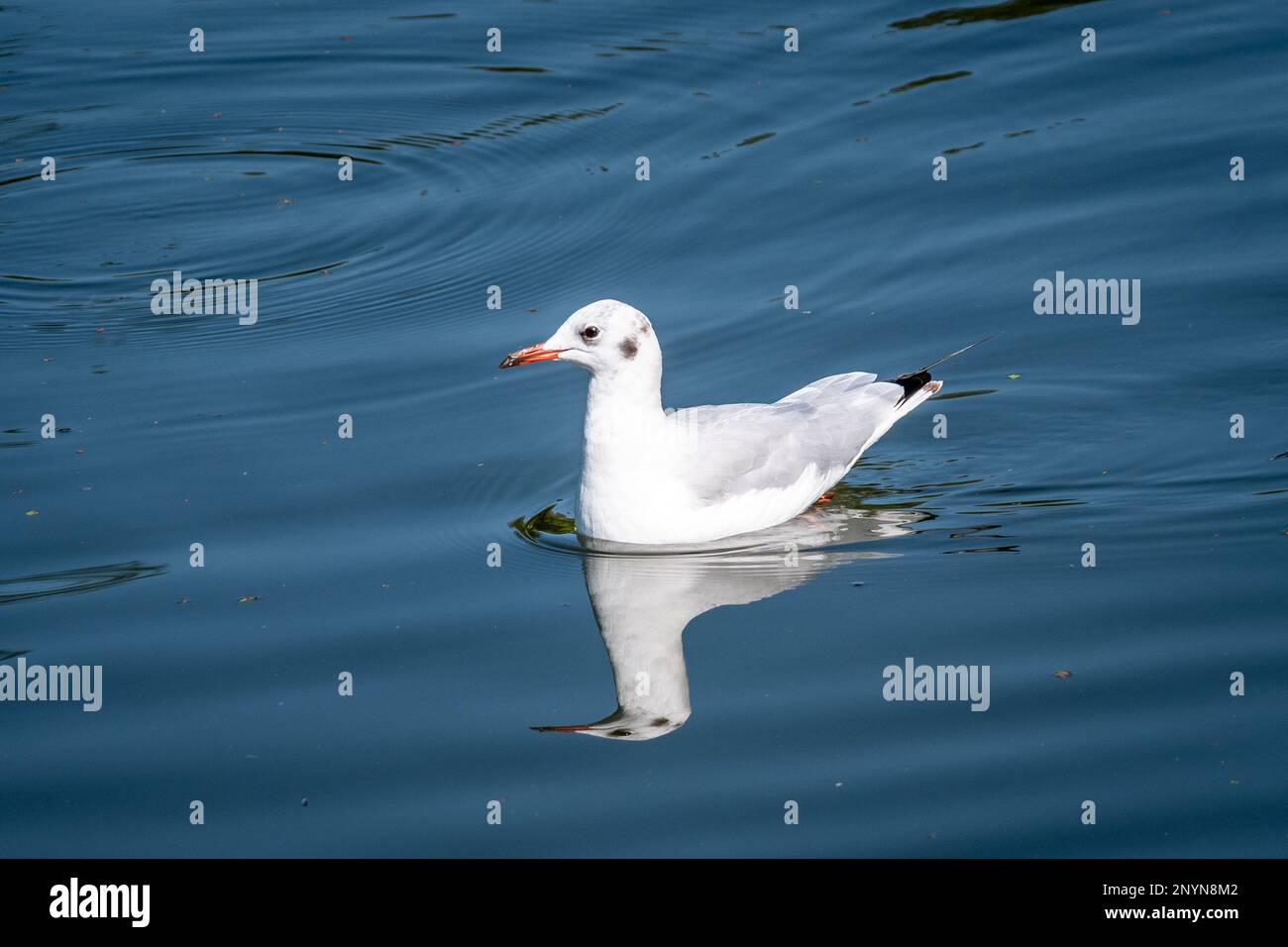 Un mouette à tête noire, Chericocephalus ridibundus, en plumage d'hiver avec une tête blanche, flotte au repos sur l'eau douce du lac Banque D'Images