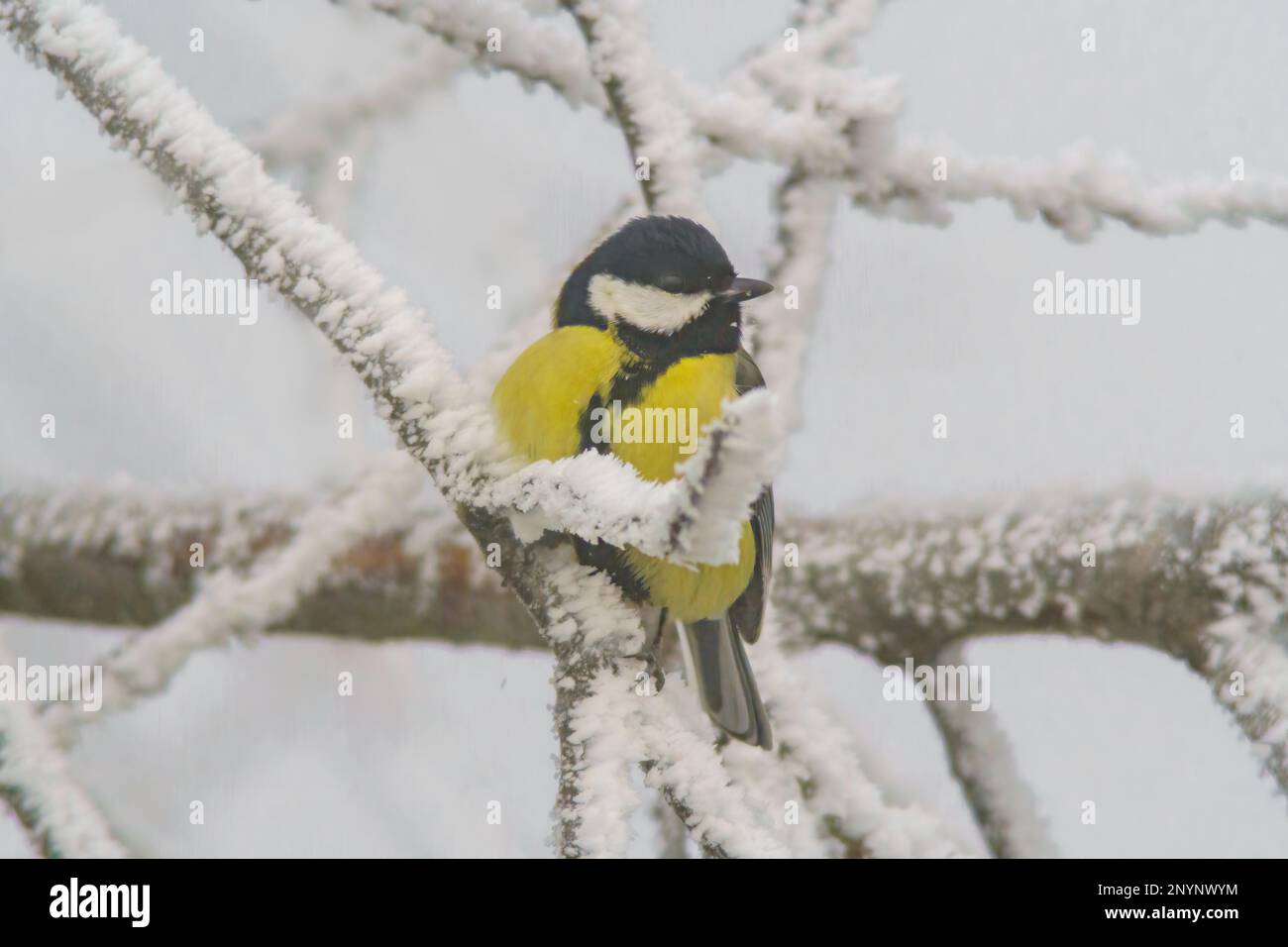 Une grande dîme est installée sur des branches enneigées en hiver Banque D'Images