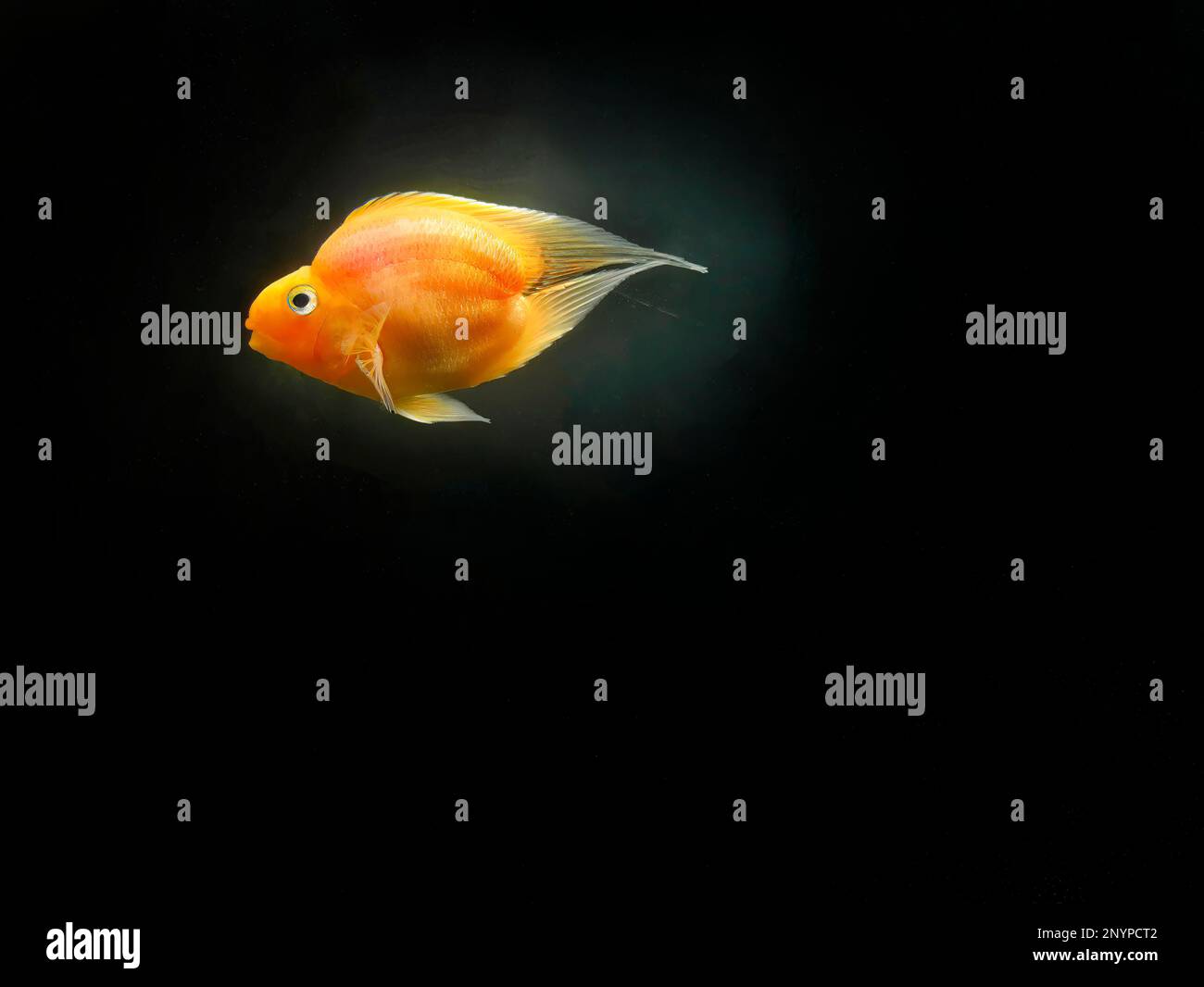 Un poisson tropical sans queue nom derp poisson ou sang Red Parrot, Cichlid, brillant, couleur orange, hybride poisson, Espèce de Cichlidae dans le backgroun d'eau sombre Banque D'Images