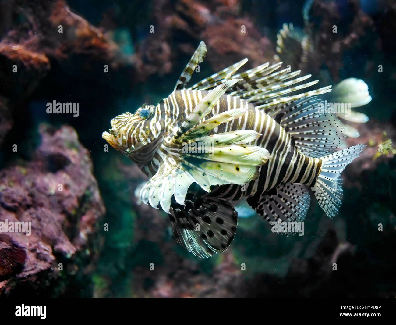 Gros plan Lionfish ou Devil Firefich, Pterois Miles, nageant dans un char de corail à l'aquarium de Phuket Banque D'Images