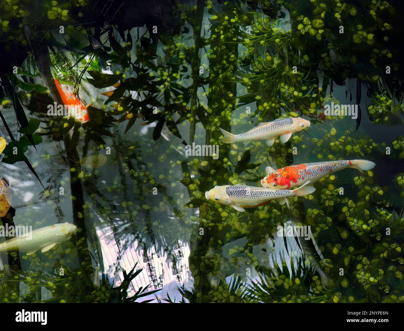 Vue à grand angle, poissons de carpe Koi colorés, poissons de carpe japonais, baignade dans l'étang avec plantes sous-marines et belle réflexion d'eau, miroir refl Banque D'Images