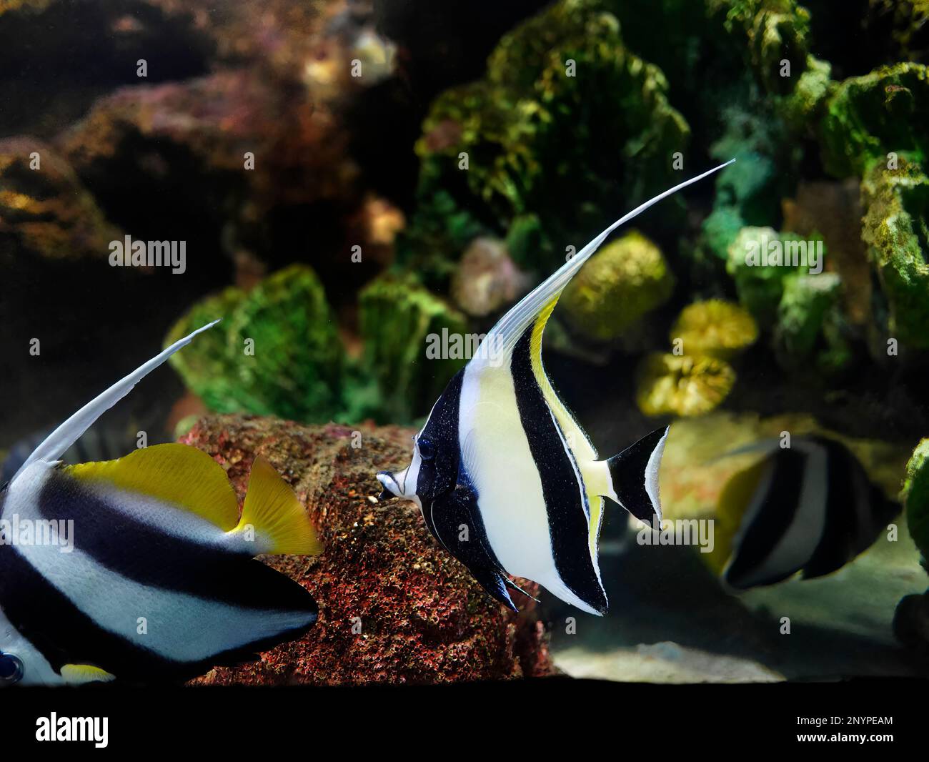 Coralfish pennant, Heniochus acuminatus, lannerfish à longues nageoires, en aquarium marin. Poisson tropical rayé noir et jaune dans un récif de corail. Banque D'Images