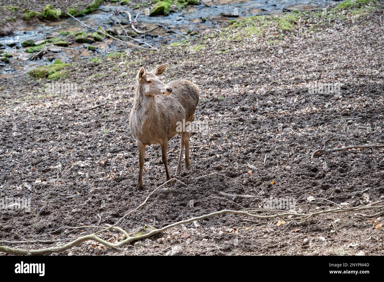 Doe femelle Deer Cow debout devant une rivière et regardant la caméra, parc animalier Brudergrund, Erbach, Allemagne Banque D'Images
