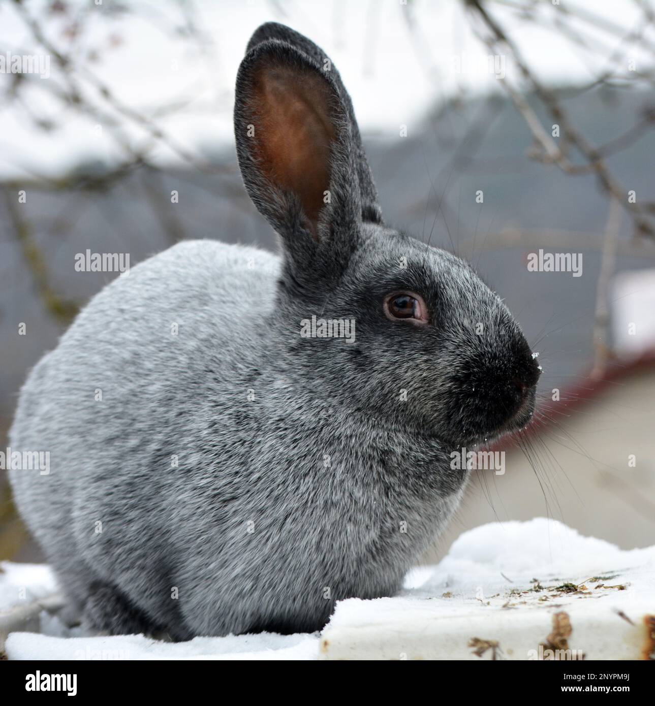 Lapins de la race d'argent Poltava, élevés en Ukraine Banque D'Images