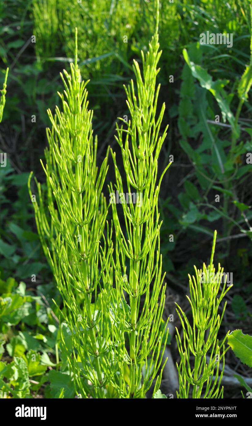 Le champ d'horsetail (Equisetum arvense) pousse à l'état sauvage. Banque D'Images
